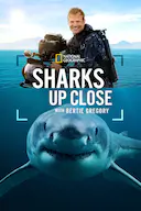 摄影师贝尔蒂与鲨鱼零距离