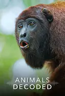 动物解码