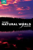 BBC 自然世界 2010 神秘的豹