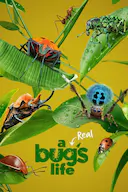 虫虫历险记 第一季